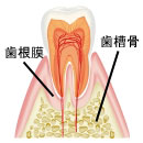 歯の断面